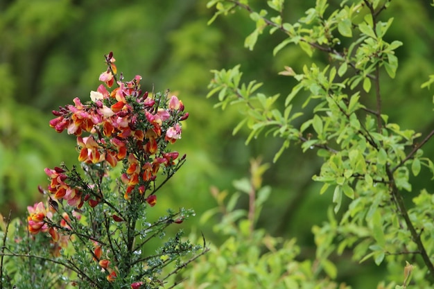 Foto close-up van een rood bloeiende plant