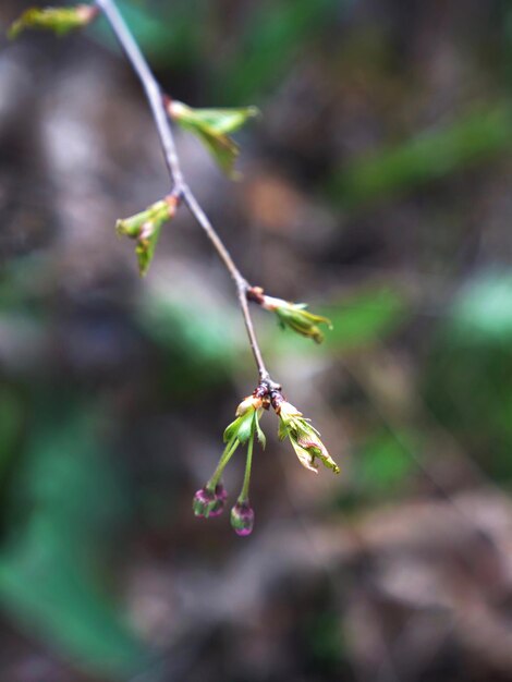 Foto close-up van een rood bloeiende plant