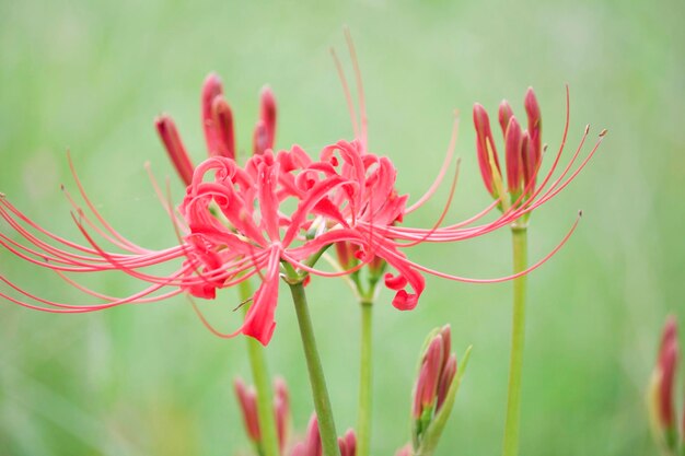 Foto close-up van een rood bloeiende plant