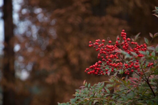 Foto close-up van een rood bloeiende plant