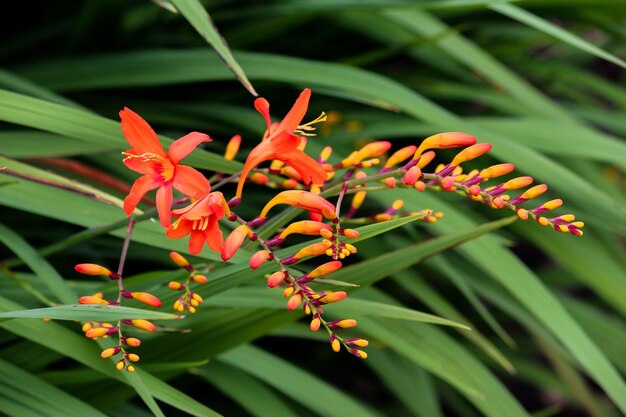 Foto close-up van een rood bloeiende plant