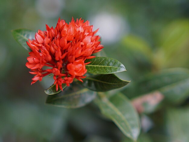 Close-up van een rood bloeiende plant