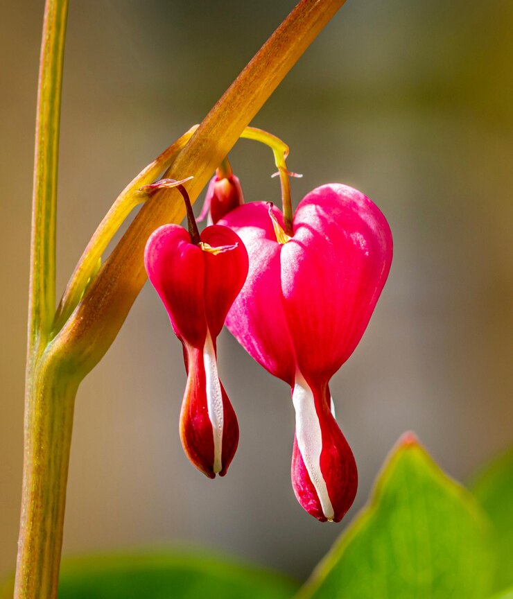 Foto close-up van een rood bloeiende plant
