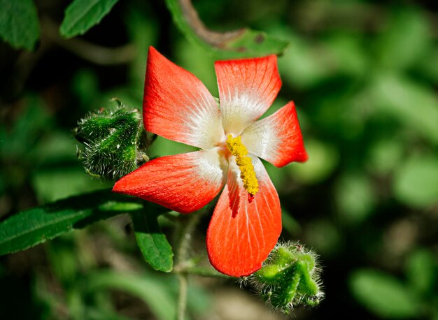 Foto close-up van een rood bloeiende plant