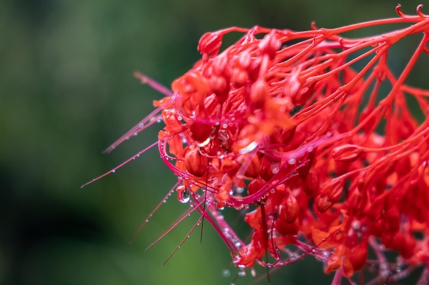 Foto close-up van een rood bloeiende plant