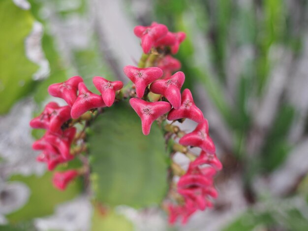 Foto close-up van een rood bloeiende plant