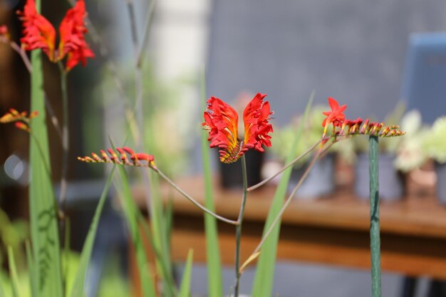 Foto close-up van een rood bloeiende plant