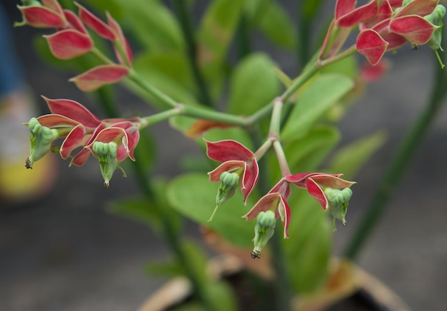 Foto close-up van een rood bloeiende plant