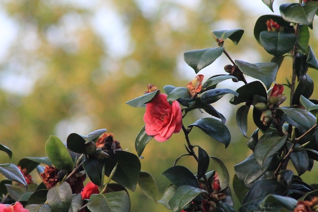 Foto close-up van een rood bloeiende plant