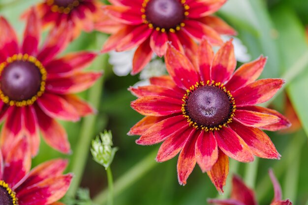 Foto close-up van een rood bloeiende plant