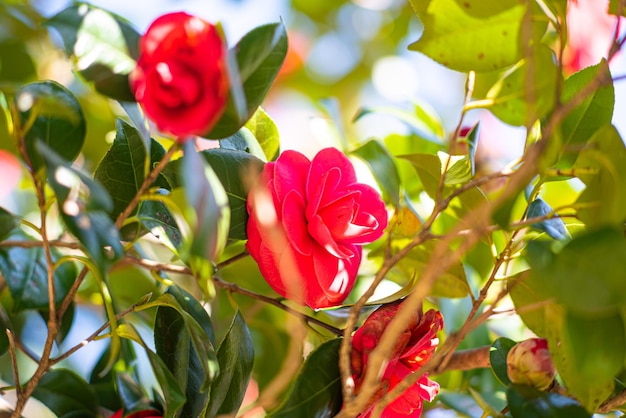 Foto close-up van een rood bloeiende plant