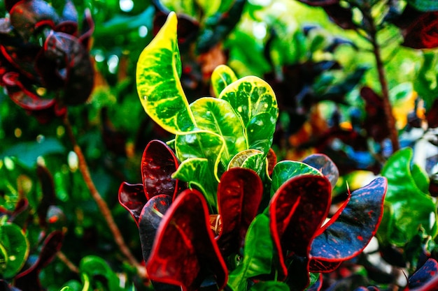 Foto close-up van een rood bloeiende plant