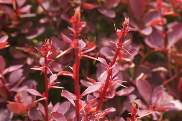 Close-up van een rood bloeiende plant