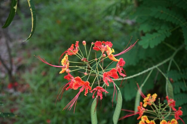 Foto close-up van een rood bloeiende plant