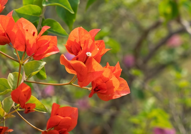 Foto close-up van een rood bloeiende plant