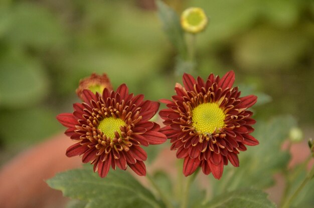 Foto close-up van een rood bloeiende plant