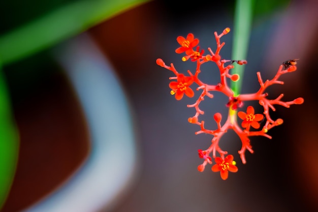 Foto close-up van een rood bloeiende plant