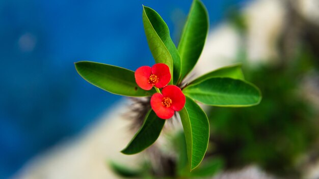 Foto close-up van een rood bloeiende plant