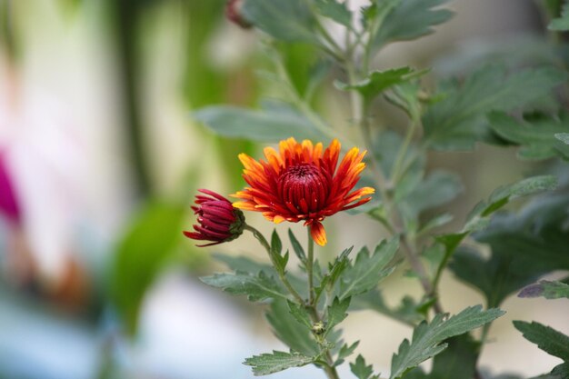 Foto close-up van een rood bloeiende plant