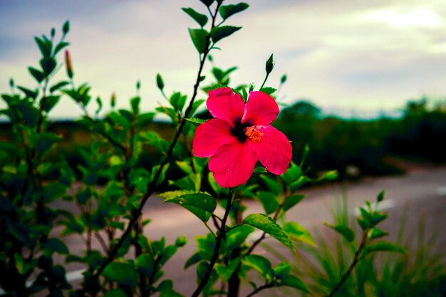 Foto close-up van een rood bloeiende plant