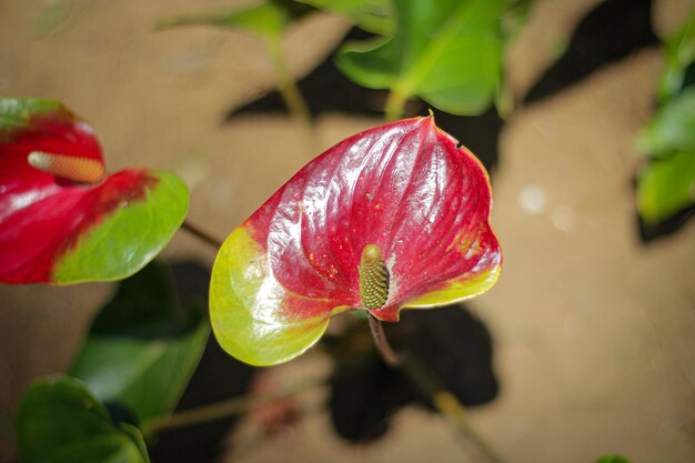 Foto close-up van een rood bloeiende plant