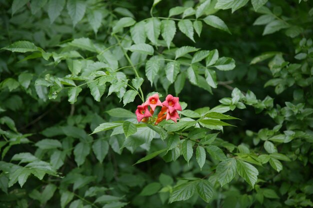 Foto close-up van een rood bloeiende plant