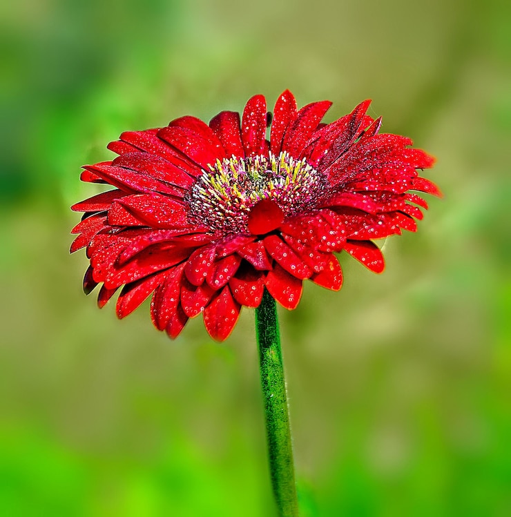 Foto close-up van een rood bloeiende plant