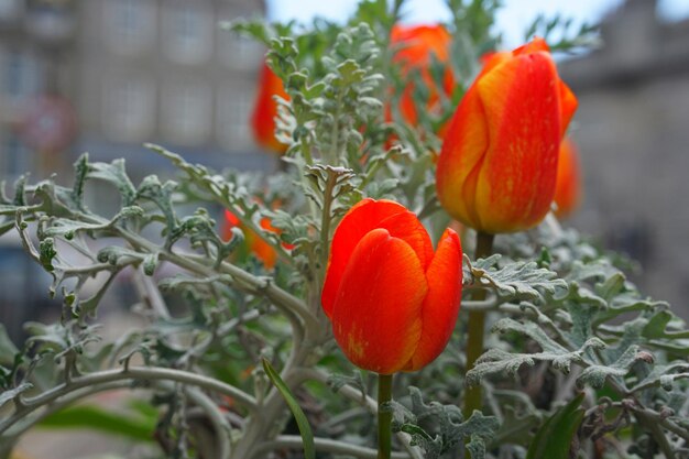 Foto close-up van een rood bloeiende plant