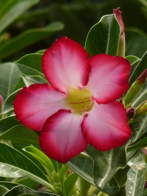 Foto close-up van een rood bloeiende plant