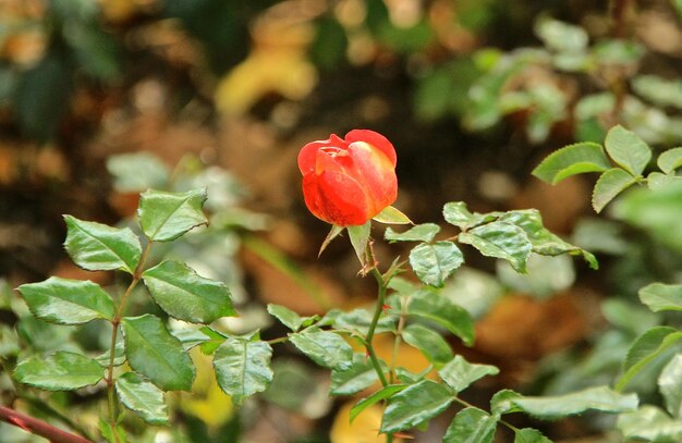 Close-up van een rood bloeiende plant