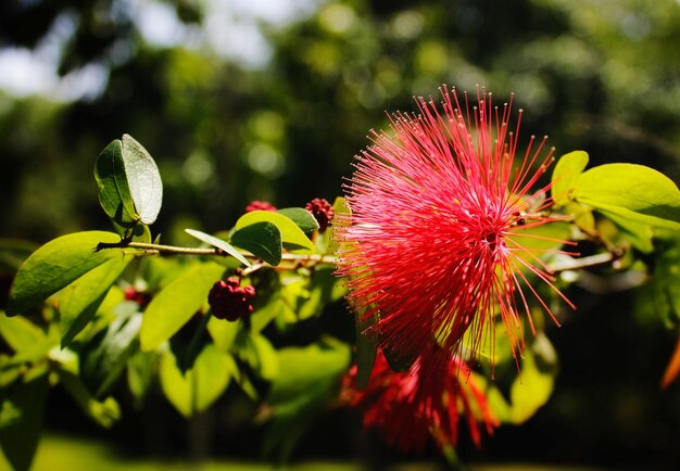 Close-up van een rood bloeiende plant