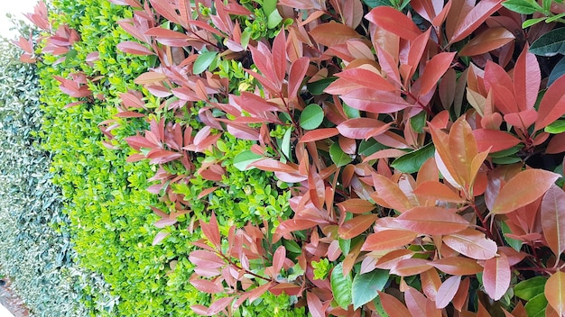 Foto close-up van een rood bloeiende plant