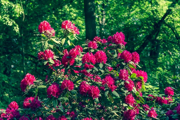 Foto close-up van een rood bloeiende plant