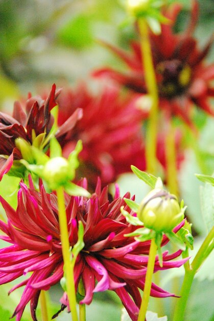 Foto close-up van een rood bloeiende plant