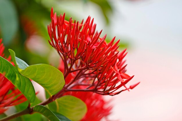 Close-up van een rood bloeiende plant