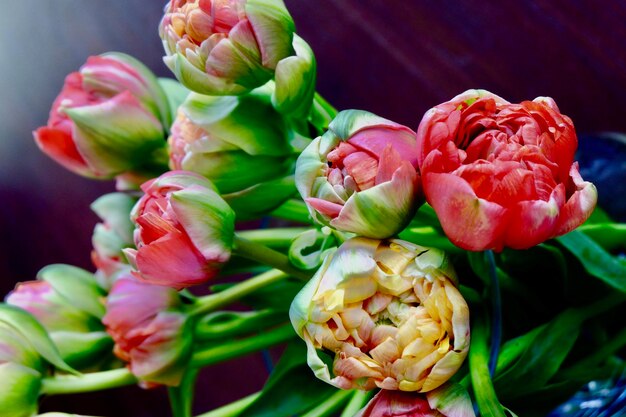 Foto close-up van een rood bloeiende plant