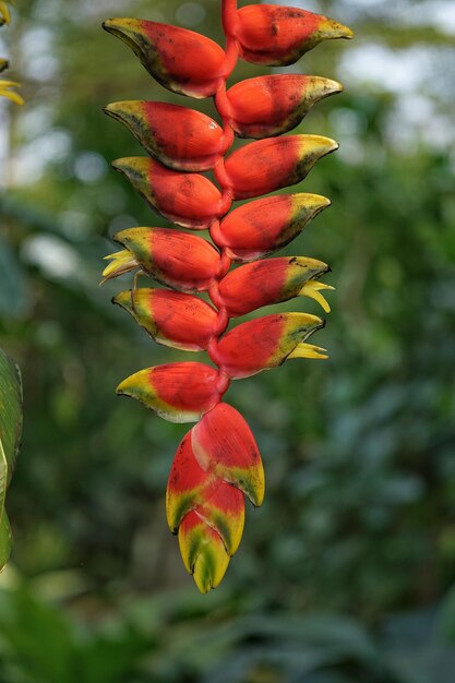 Foto close-up van een rood bloeiende plant