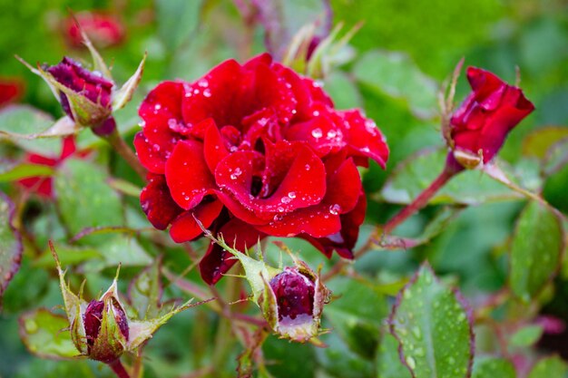 Foto close-up van een rood bloeiende plant