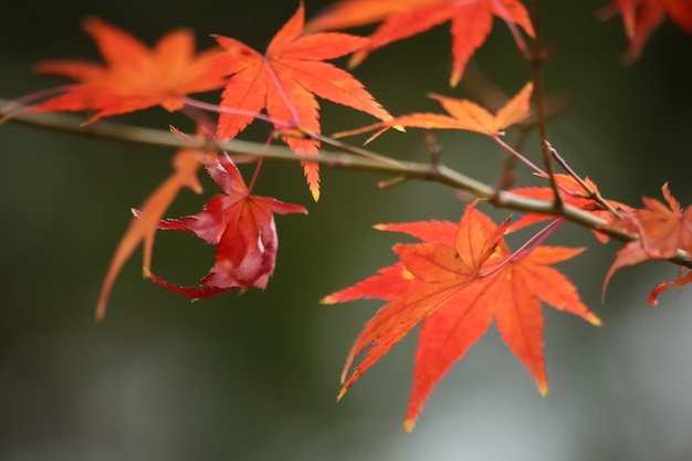 Close-up van een rood esdoornblad op een boom in de herfst