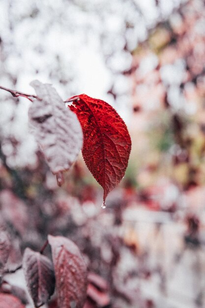 Foto close-up van een rood esdoornblad op een boom