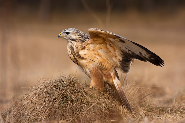 Close-up van een roodgeschouderde havik neergestreken op het gedroogde gras in een veld