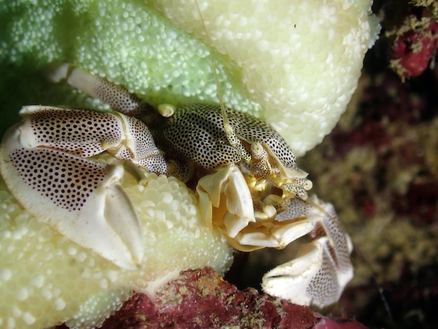 Foto close-up van een roos op een plant