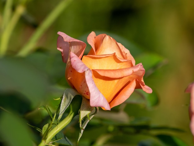 Close-up van een roos op een plant