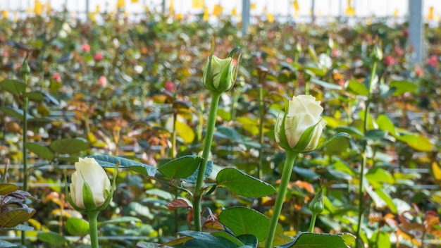 Close-up van een roos op een wazige bloemenachtergrond in een kas