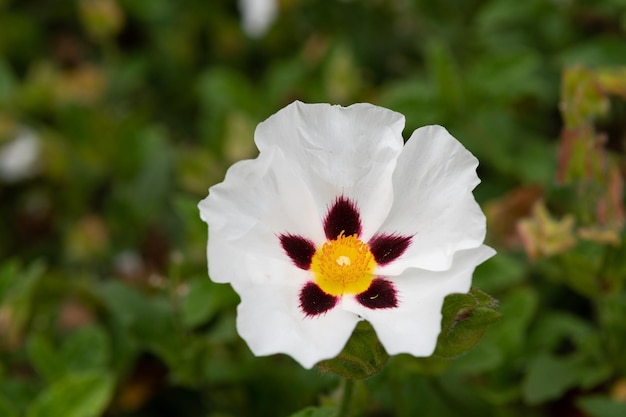 Foto close-up van een rotsroosbloem in de tuin