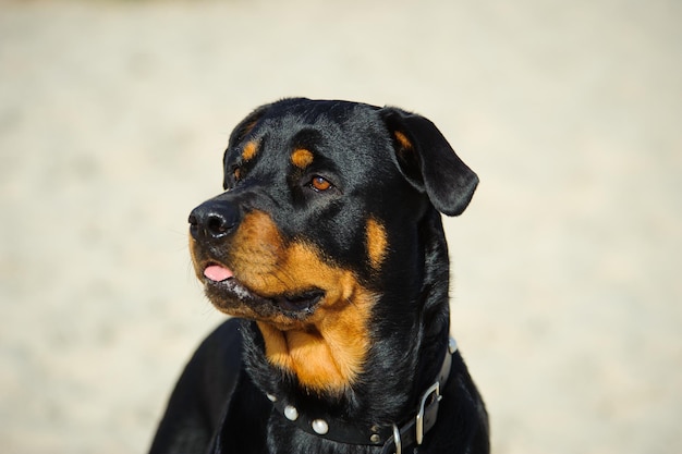 Close-up van een rottweiler die naar buiten kijkt