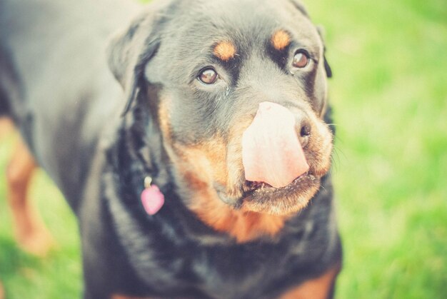 Foto close-up van een rottweiler die op het veld staat