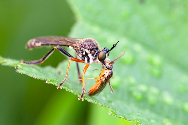 Close-up van een roversvlieg (Asilidae) of moordenaarsvlieg, met prooi..