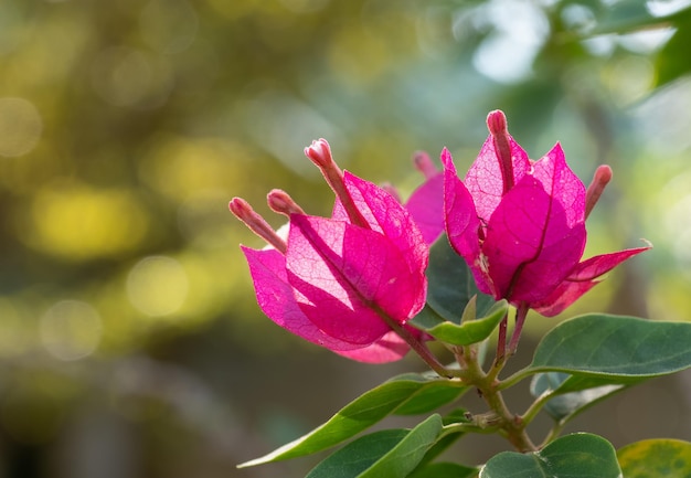 Close-up van een roze bloeiende plant die in een park groeit