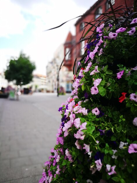 Foto close-up van een roze bloeiende plant in de stad